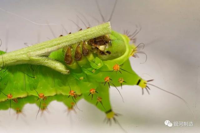 有哪些常见的飞蛾，自然记录蛾生一瞬