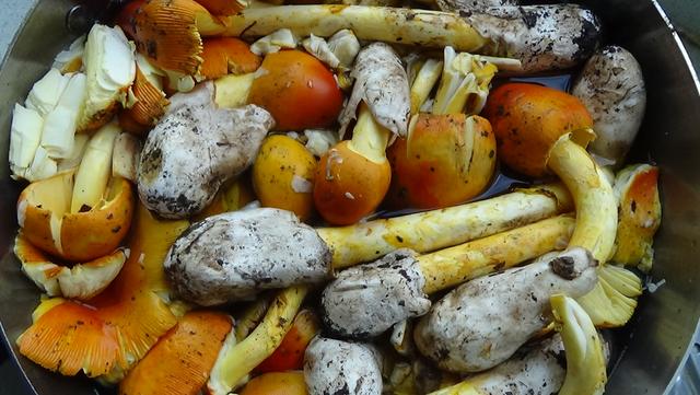 红色的有毒蘑菇有哪几种，颜色鲜艳的蘑菇就是有毒的吗