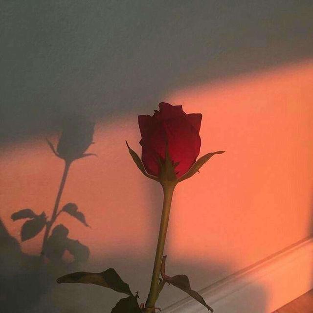 个性名片背景图，个性名片背景图花