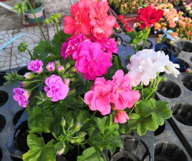 冬天开花的天竺葵如何养护，养好天竺葵做好这