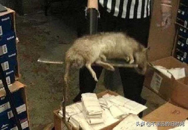 15种实际存在的异常大的动物，21种完全超乎了想象身形特别巨大的动物