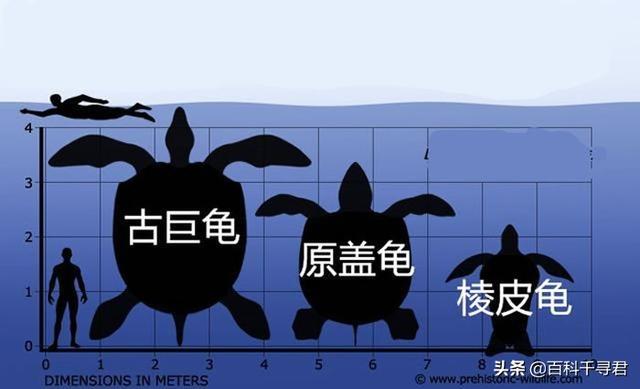 龟类体型排名，全球乌龟排行榜，十大排名