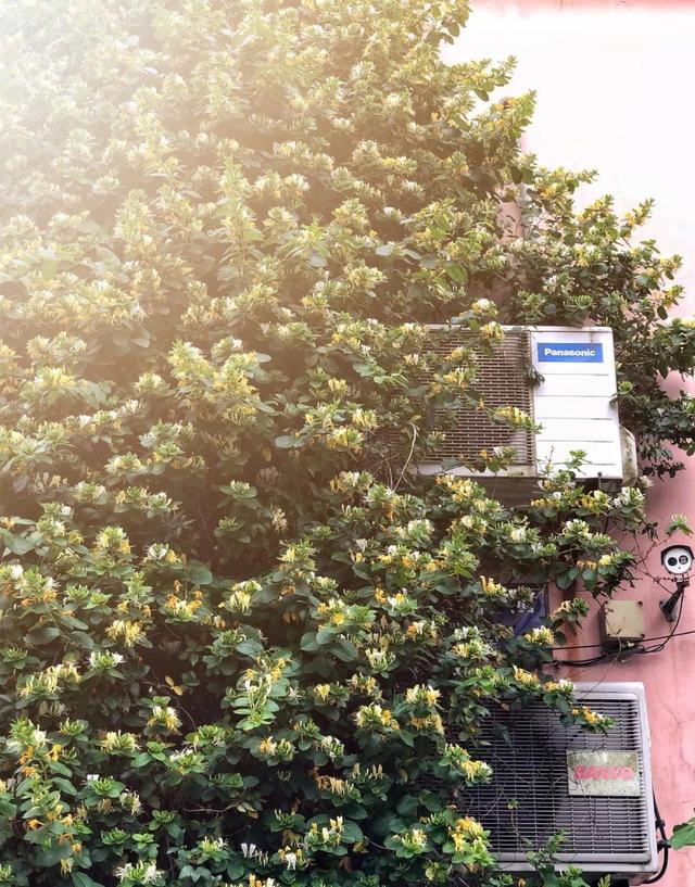 庭院中种什么爬藤花，院子里如果想搭设花廊架