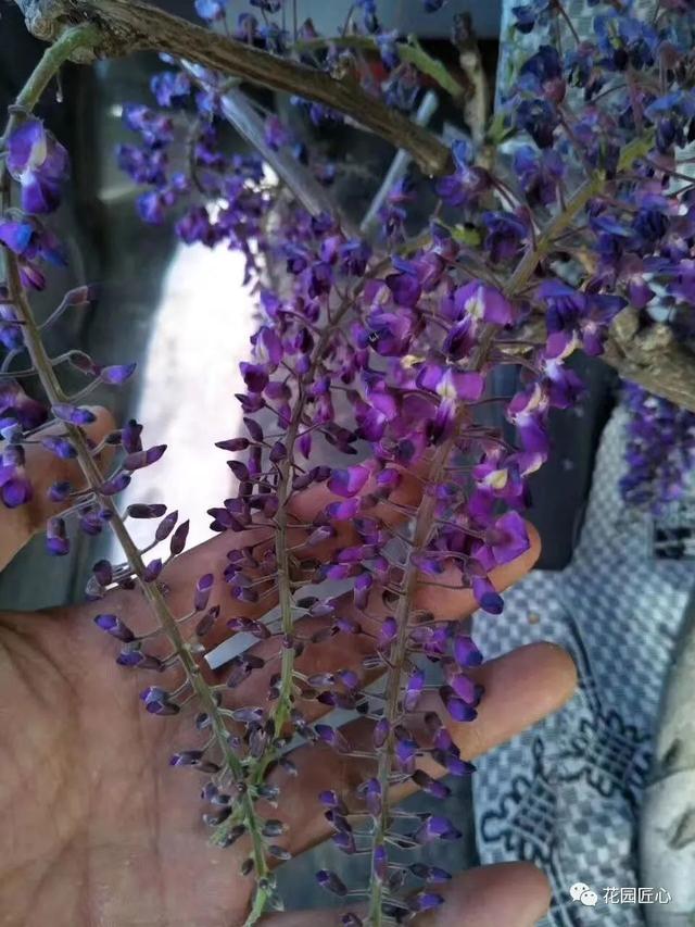 紫藤怎么养才能开花，不养一盆就太可惜了
