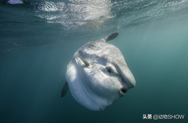 世界上最大的鱼有几种，你见过世界上最大的10种鱼吗