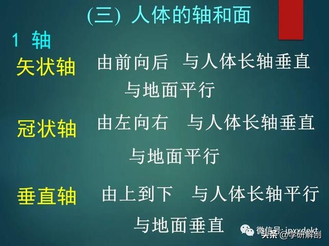 人体解剖学基础，人体解剖学基础知识学什么（基础知识之人体解剖学基础）