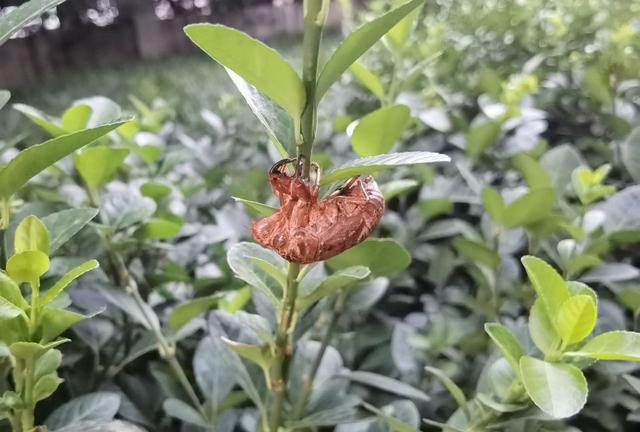 红尘之中的我们应该怎么修行，在红尘中修行经典语录