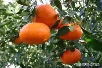 日本著名柑橘，“不知火”柑橘生理生态特性及栽培探讨