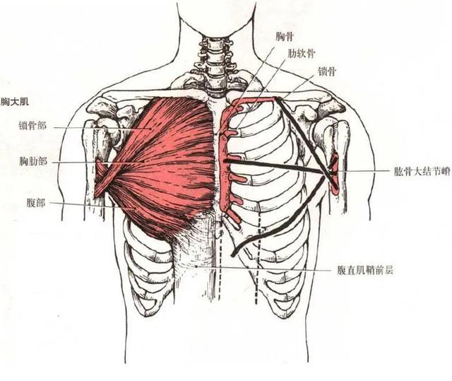 健身需要知道的肌肉，想让肌肉变得更大、更饱满