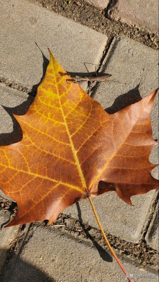 人生九言经典语录，我自己的人生，我想自己决定