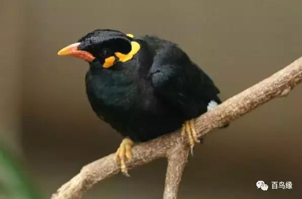 家八哥和鹩哥的区别，八哥与鹩哥常见问题解答