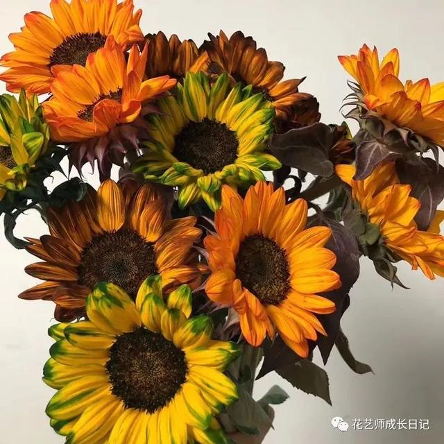 向日葵油画的技法，每日一花三款复古油画里走出的向日葵