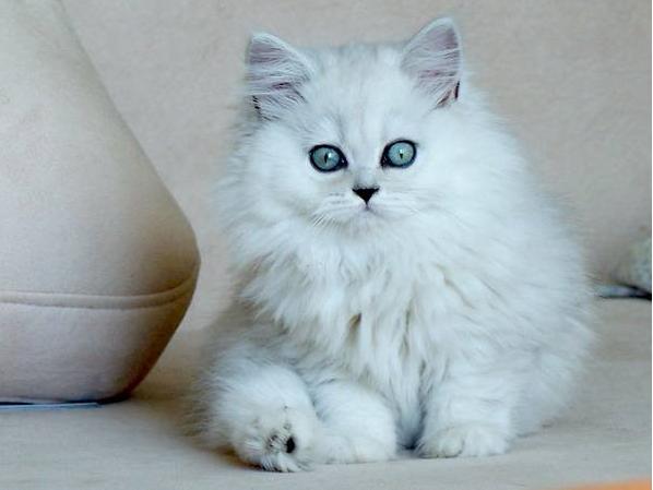 哪个品种的猫咪最粘人最调皮，世界5大最粘人的猫咪