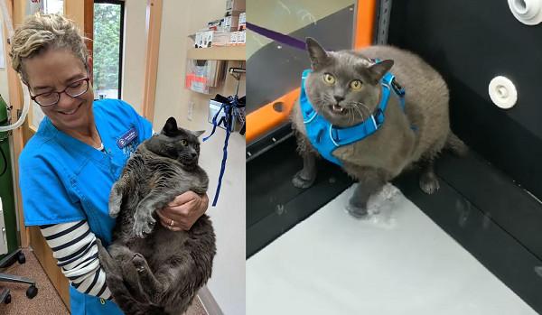 肥胖猫跳舞(胖猫猫舞蹈)