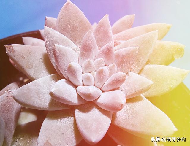 多肉仙女杯状态，从白菊开始的仙女杯