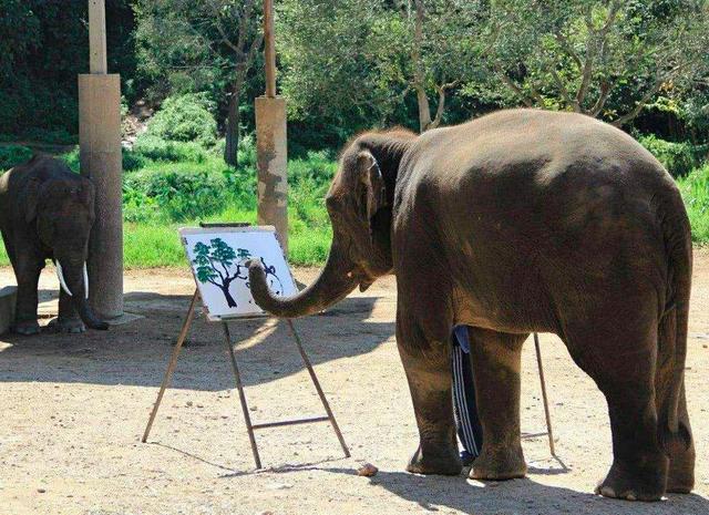 画面泰国旅游骑大象，90后小清新出游泰国