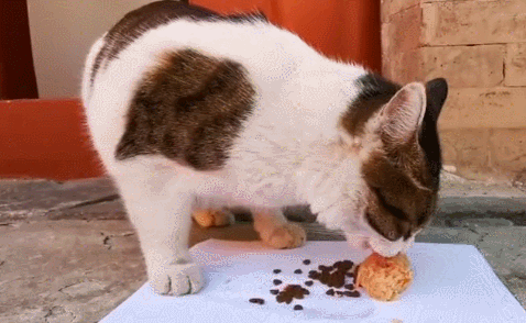 故宫最胆小御猫，我们只是惊呼是不够的