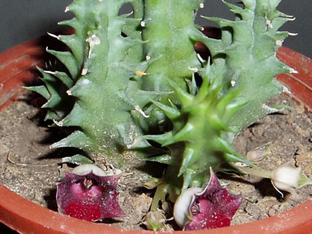 仙人掌开花图片，八种开花勤快的仙人掌植物（40多种罕见的仙人掌开花图）