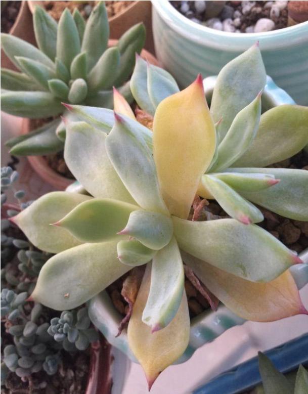 多肉植物的特点，多肉植物的特点和养护方法（多肉植物有5种表现）