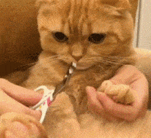 猫咪指甲怎么剪，剪猫咪指甲的正确方法（猫剪指甲技巧）