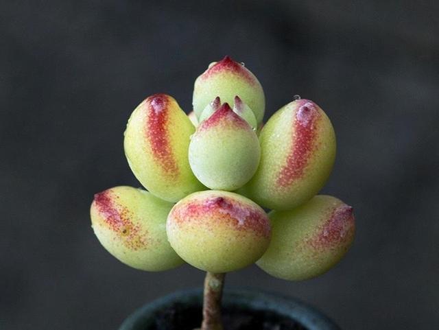 达摩福娘怎么才能开花，养了1年的达摩福娘
