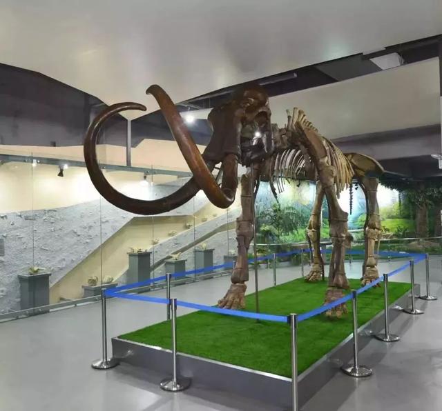 武汉大学的樱花，武汉大学赏樱花去哪里（报！武汉大学早樱开了）