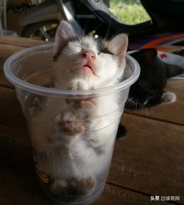 猫咪的4种睡姿代表什么，猫睡姿里藏着这些秘密