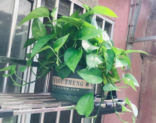 绿萝烂根怎么补救，绿萝烂根了怎么办不用浇水（用1个小药片、2种水来养）