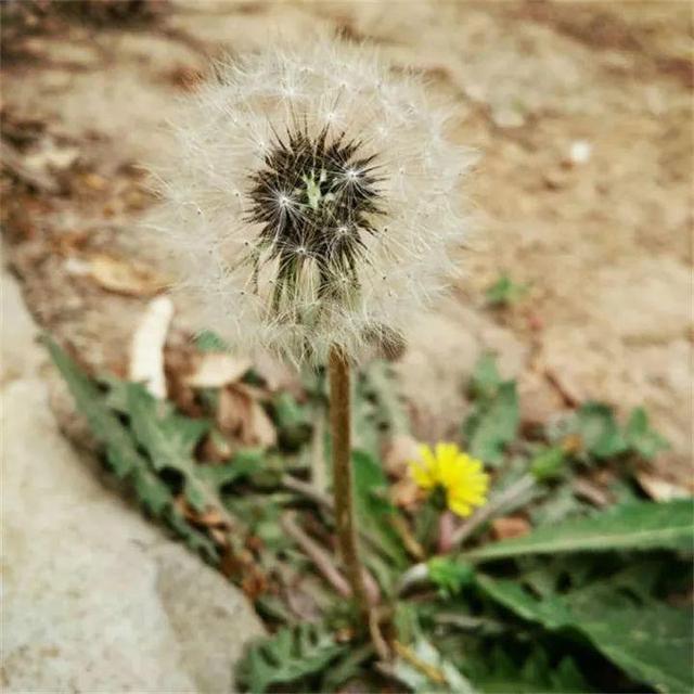 最常见二十种野花野草，都是童年的回忆