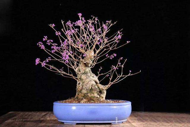 8种天然盆景大全，18个·高颜值盆景，太惊艳了