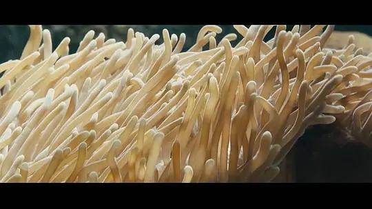 海洋世界纪录片，海洋深度探索纪录片