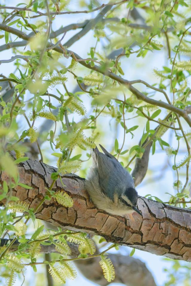北方春季鸟类不完全图鉴，鸟类介绍（漂亮的鸟儿大合集）