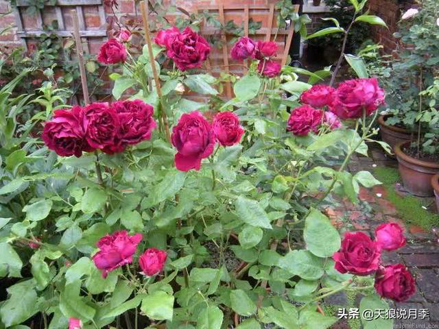 颜值高花期长的月季，七种优秀盆栽月季
