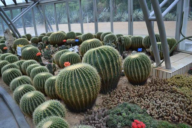 深圳市仙湖植物园，深圳仙湖植物园适合夏天逛吗（深圳仙湖植物园现场实拍图来了）