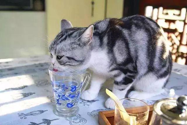 猫咪可以喝温水吗，猫咪能喝煮开的水吗（天冷了，猫咪也要多喝热水）