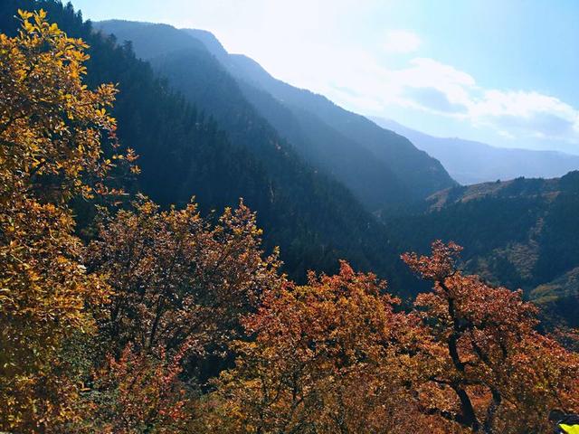 人间仙境满山红叶，原来是峨眉山的树叶红了……