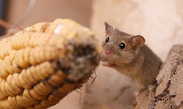 辟邪四个神兽，你知道吗家中有两宝