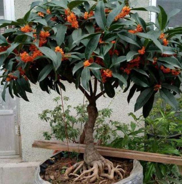 如何分辨桂花开不开花，秋意浓，最是桂花香