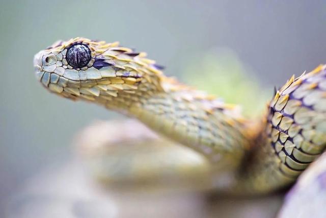 世界上最吓人的蛇，8个世界最吓人的蛇