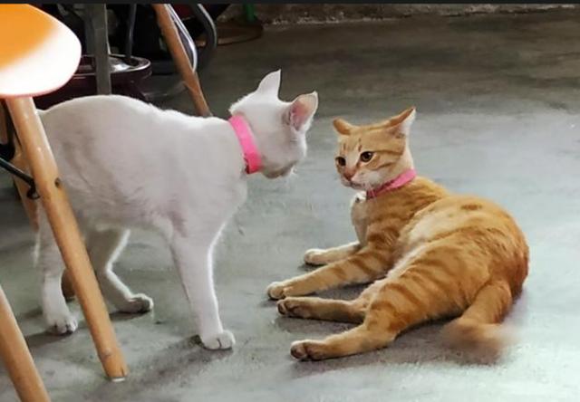 猫咪的尾巴竖起来是什么表现，猫咪像电线杆一样的尾巴可以给我们传递什么信息呢