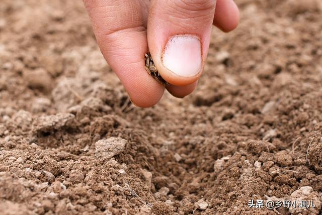 种植小葱技巧，用3个简单的小方法
