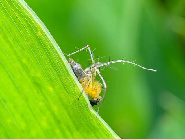 手机摄像头与镜头有什么区别，手机的摄像头越来越多