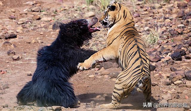 犬科动物有哪些，犬科动物排行榜