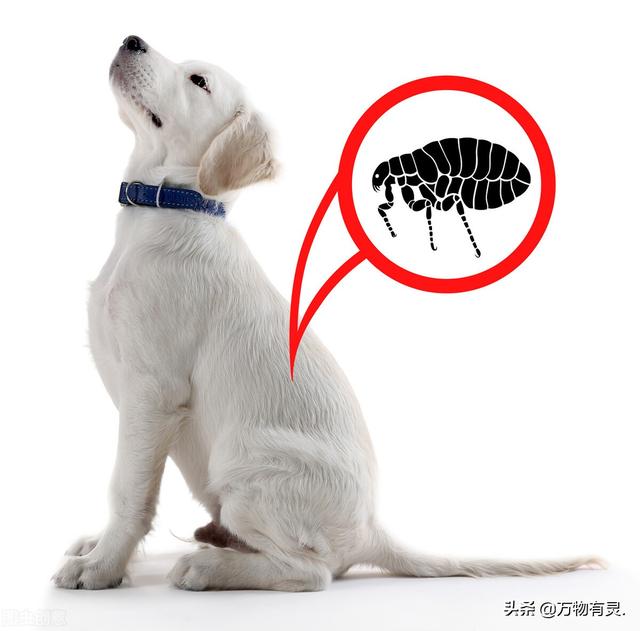 狗身上的跳蚤怎么去除，狗狗身上有跳蚤快速清除（记住这5个“小偏方”）