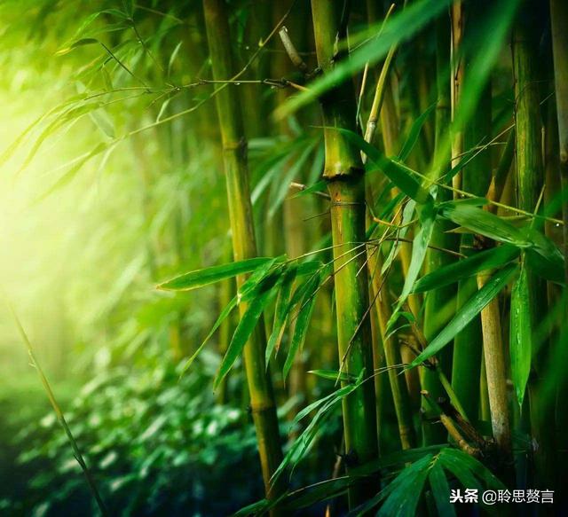 咏竹七绝诗词大全，七绝.竹五首