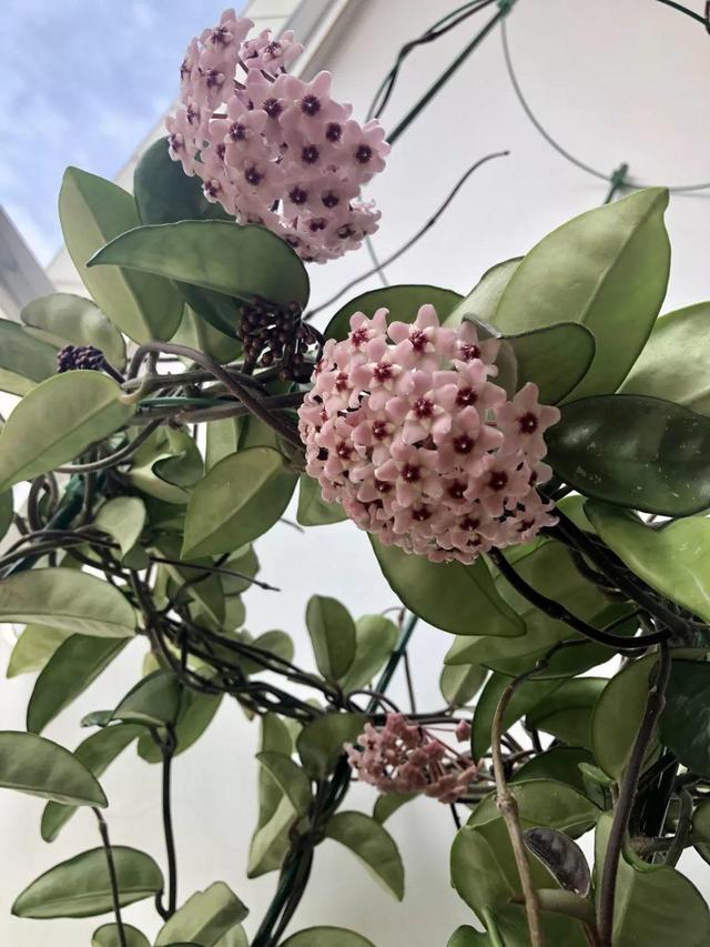 庭院中种什么爬藤花，院子里如果想搭设花廊架