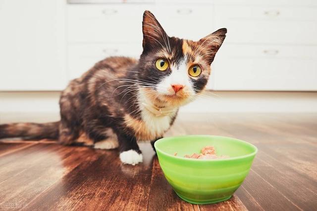 猫咪吐了没消化的猫粮，猫忽然吐没有消化的猫粮（有可能是这几种情况造成的）