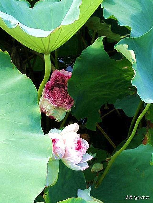 江苏古镇有哪些，江苏出名古镇（锦溪、黎里、震泽等）