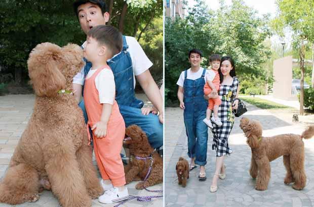 巨型贵宾一般有多大，巨型贵宾价格让人