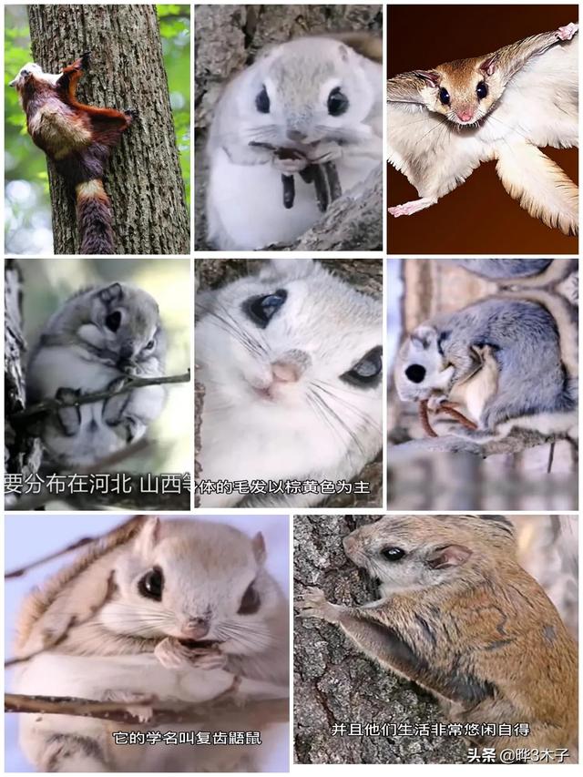 二年级语文上册部编版寒号鸟，3篇小学课文帮孩子领略大雪之美